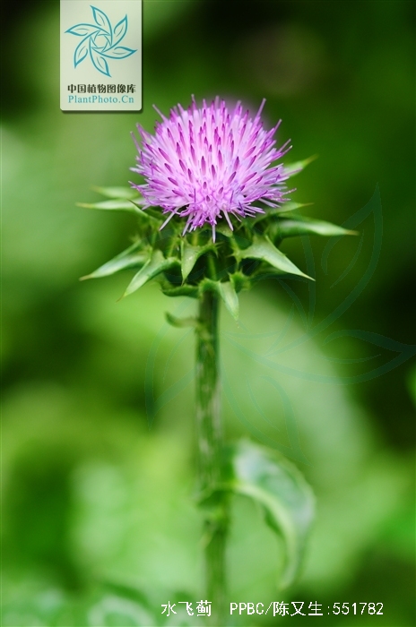  p>水飞蓟(学名: i>silybum marianum /i>  (l.) gaertn.