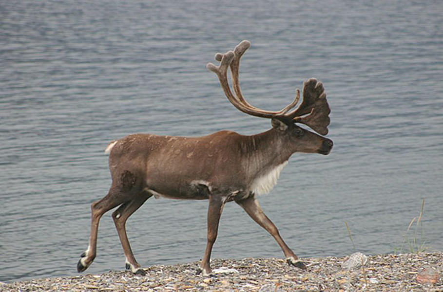 migratory woodland caribou