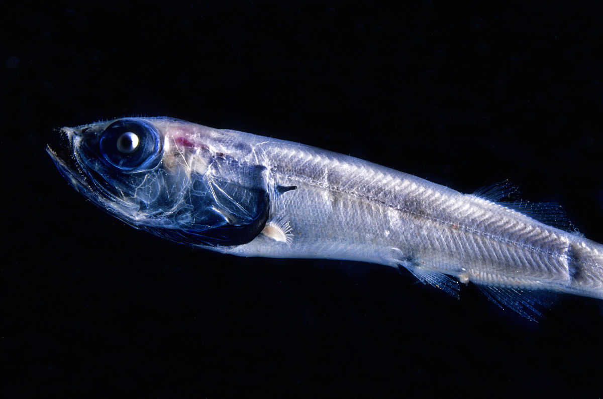 长胸丝深海狗母鱼