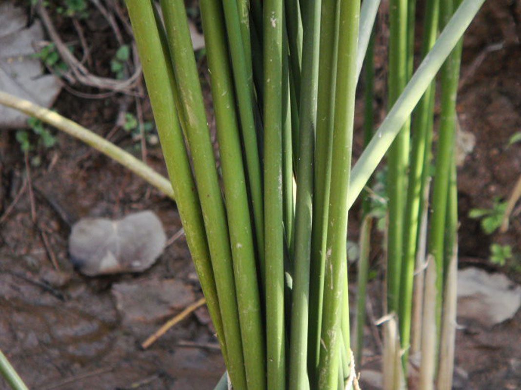 秤杆草
