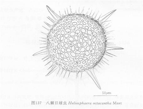 八棘日球虫