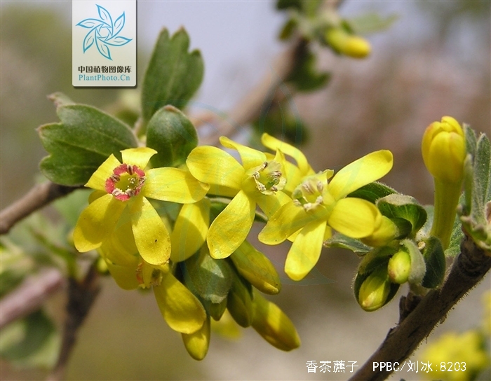  p>香茶藨子(学名: i>ribes odoratum /i> wendl.