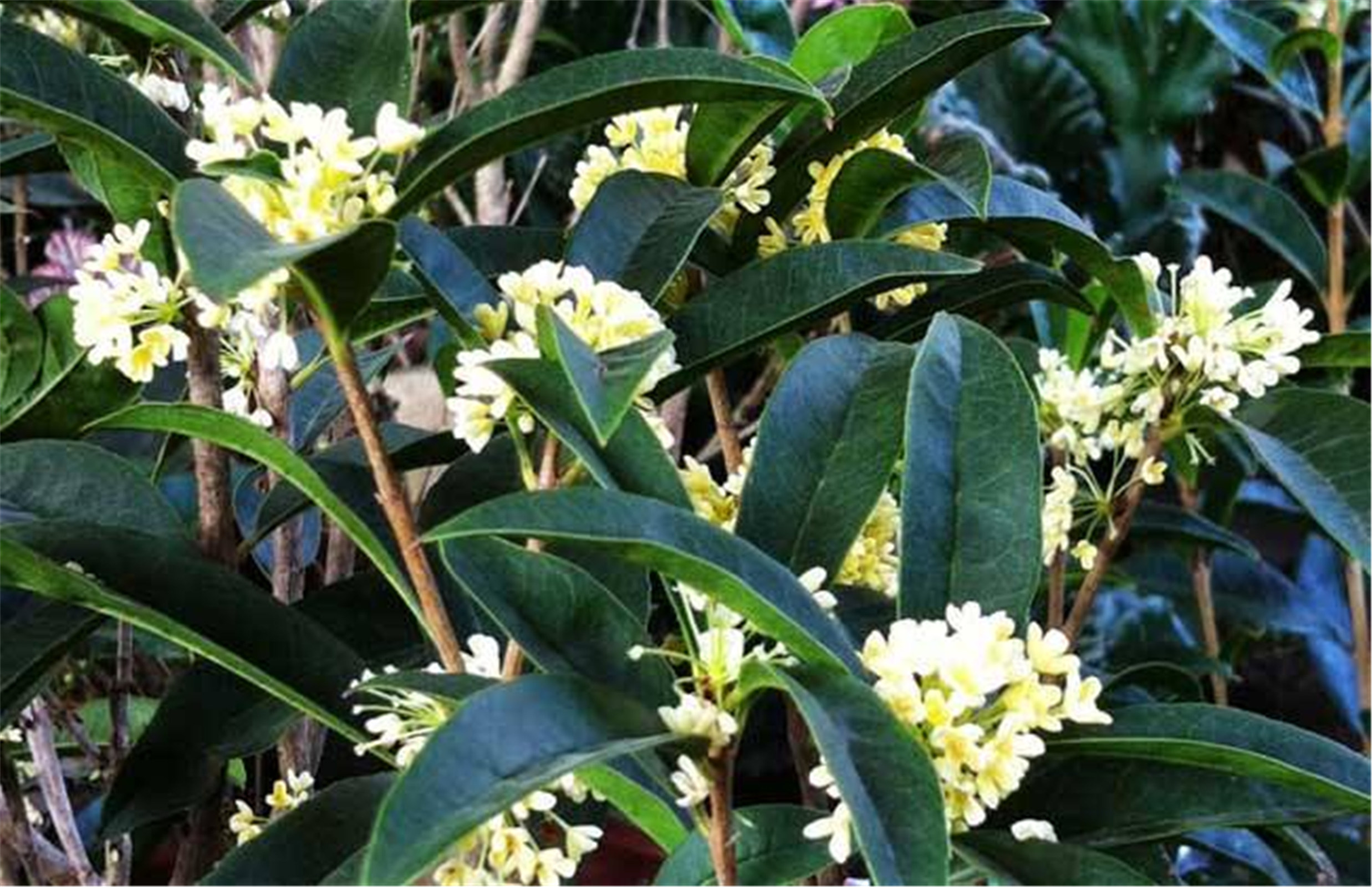  p>佛顶珠(学名: i>osmanthus fragrans /i> &#39;xiaoye foding