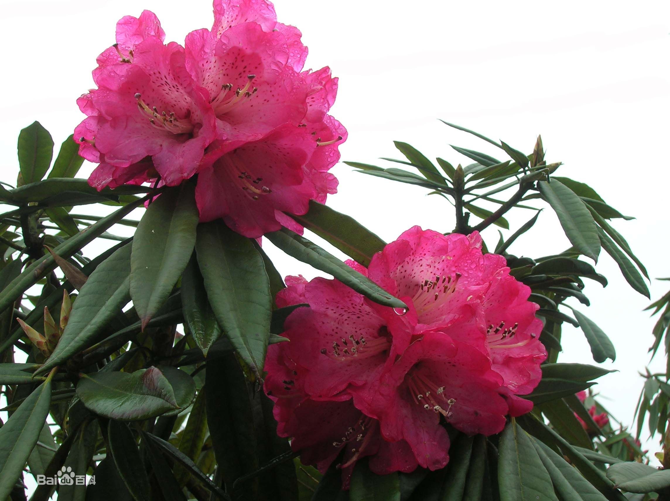 blank" href="/item/杜鹃花">杜鹃花,别名:山踯躅