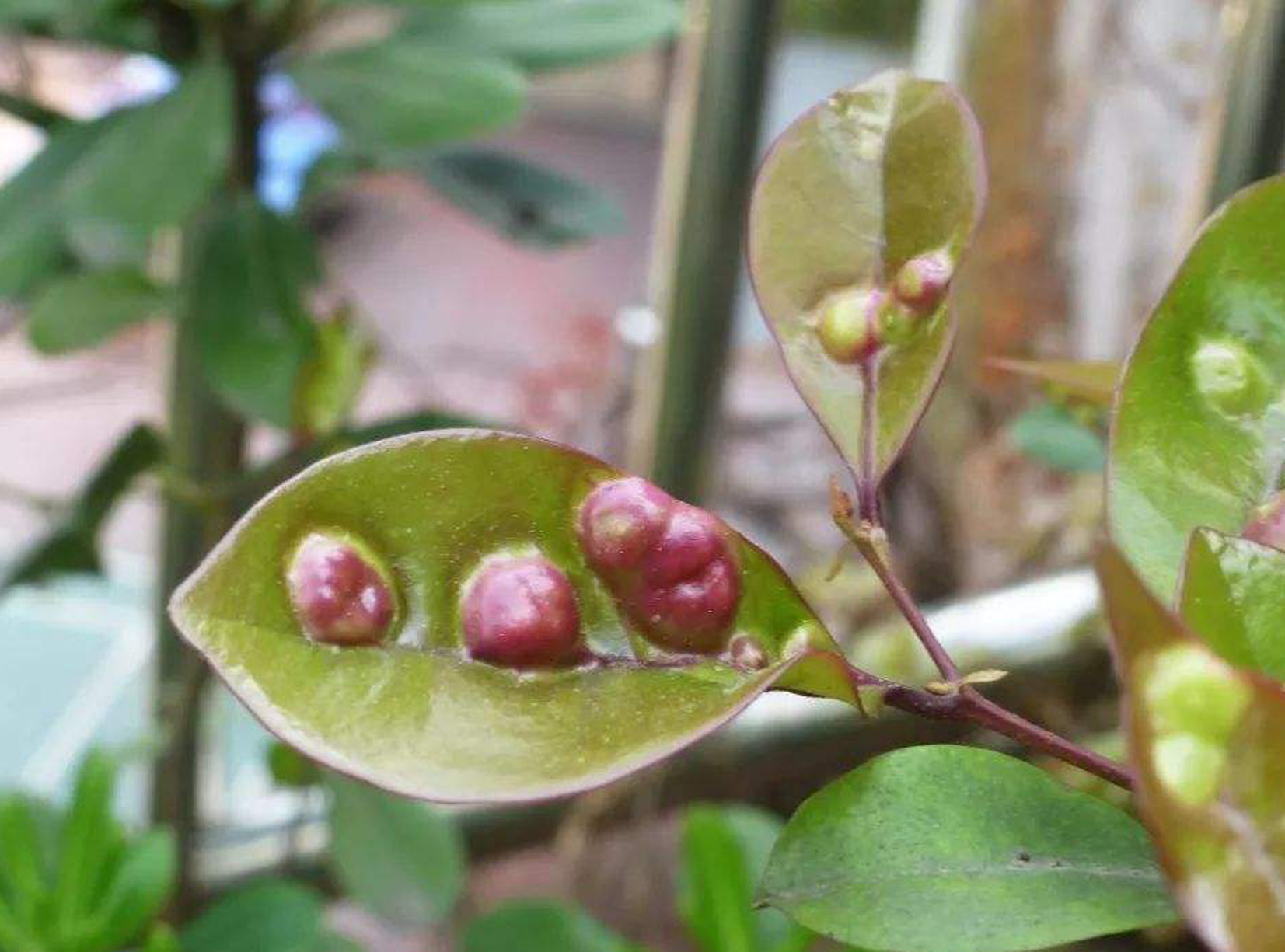 "9787407">蚊母 /a>, a href="#" data-lemmaid="5028546">蚊子树 /a>