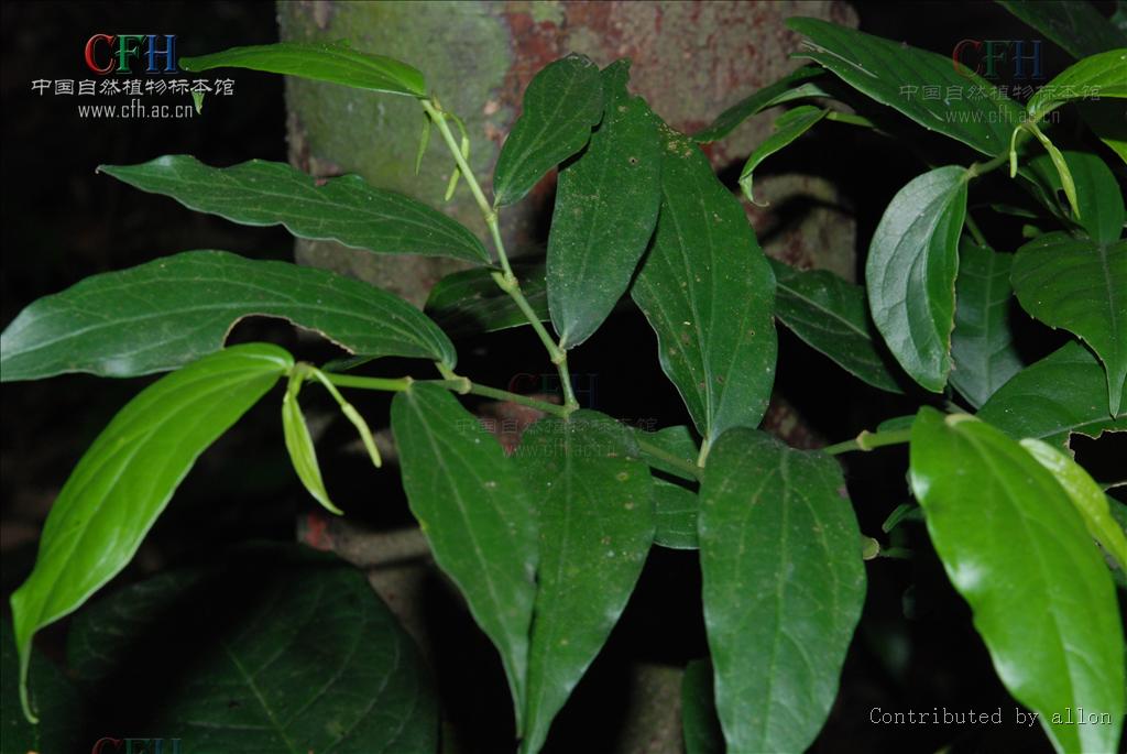  p>满天香(学名:murraya tetramera huang)是胡椒科胡椒属植物,巴岩香