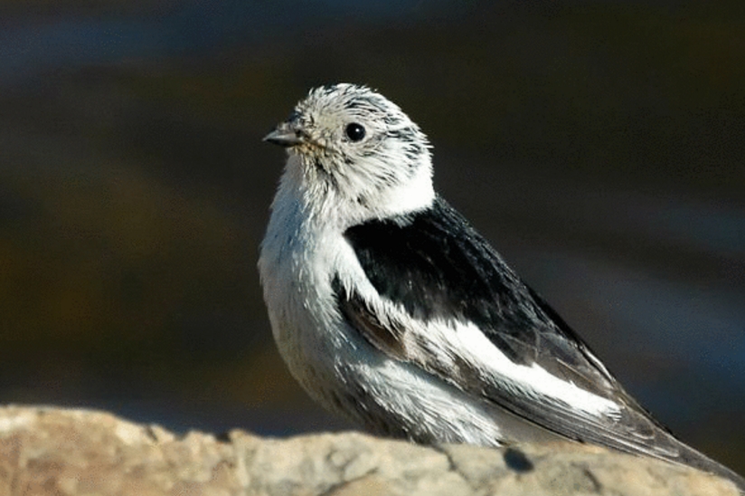 plectrophenax nivalis vlasowae