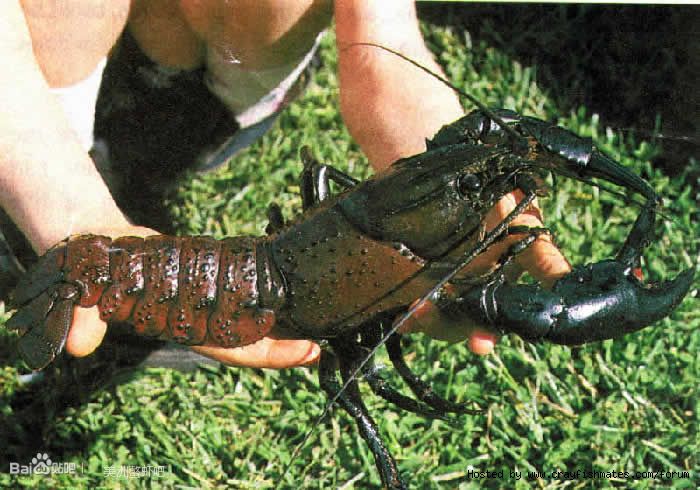  p>马龙螯虾(cherax cainii-marron),世界第三大淡水螯虾,生活在澳洲
