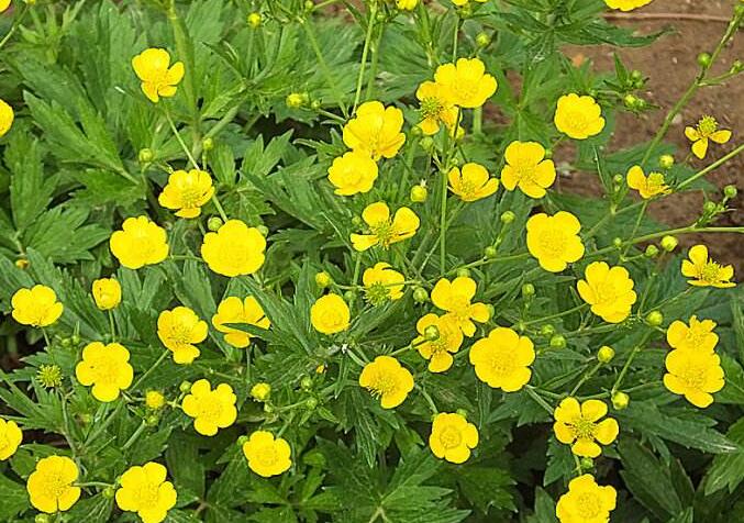  p>齿裂毛茛(学名: i>ranunculus krylovii /i> ovcz.