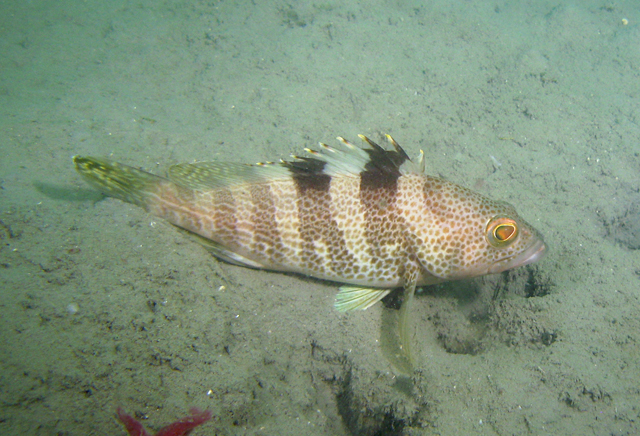  p>青石斑鱼,(学名: i>epinephelus awoara /i>)是石斑鱼科,石斑鱼属