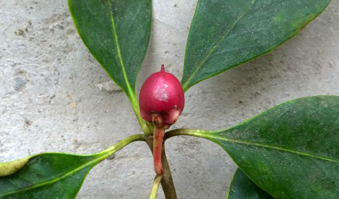  p>厚皮香属(学名:ternstroemia)是山茶科下的一个属,该属是灌木至 a