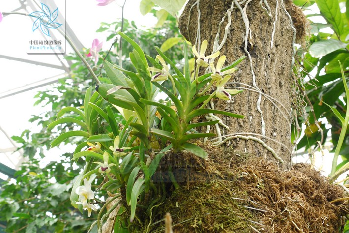  p>叉唇万代兰(拉丁学名: i>vanda cristata /i> lindl.