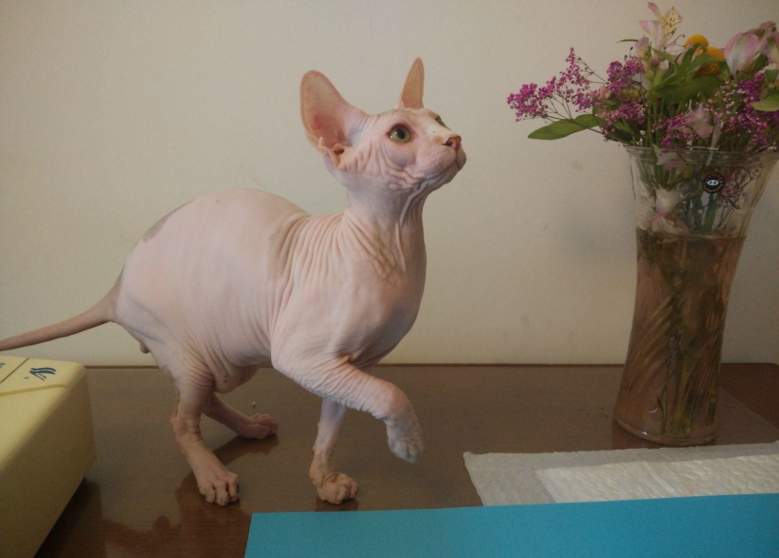  p>加拿大无毛猫(canadian hairless)亦称斯芬克斯猫,是加拿大 a href