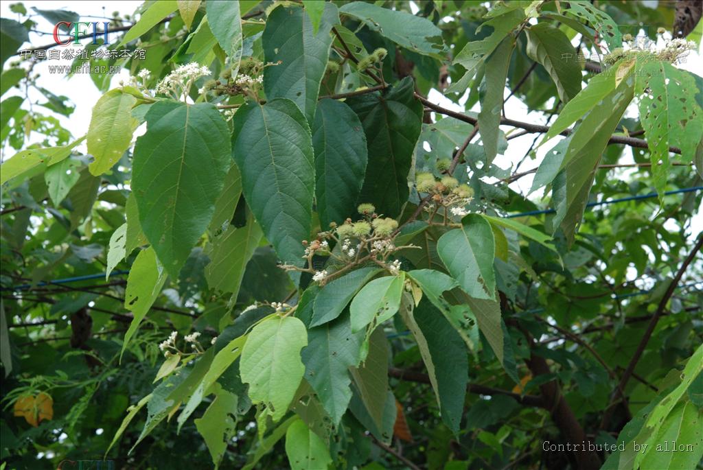  p>山麻树属(学名:commersonia)是 a target="_blank" href="/item