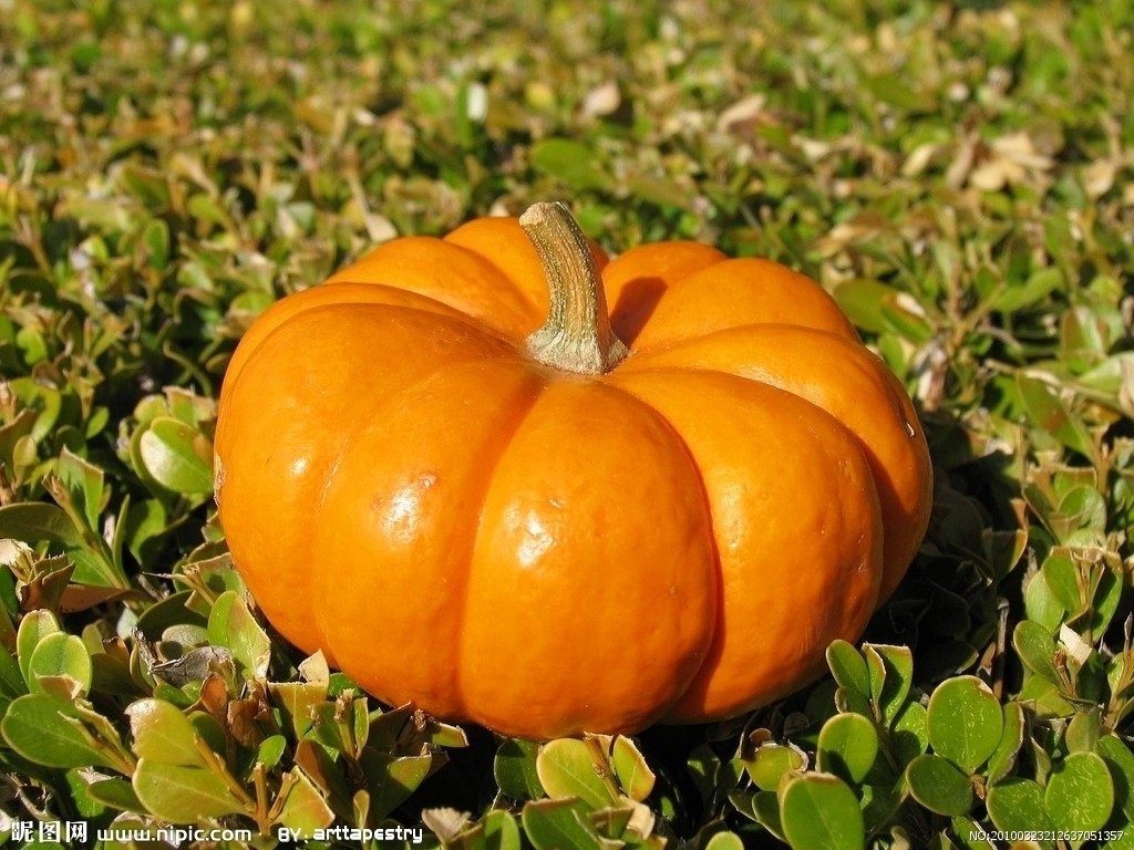  a target="_blank" href="/item/葫芦科">葫芦科 /a>南瓜属的一个种