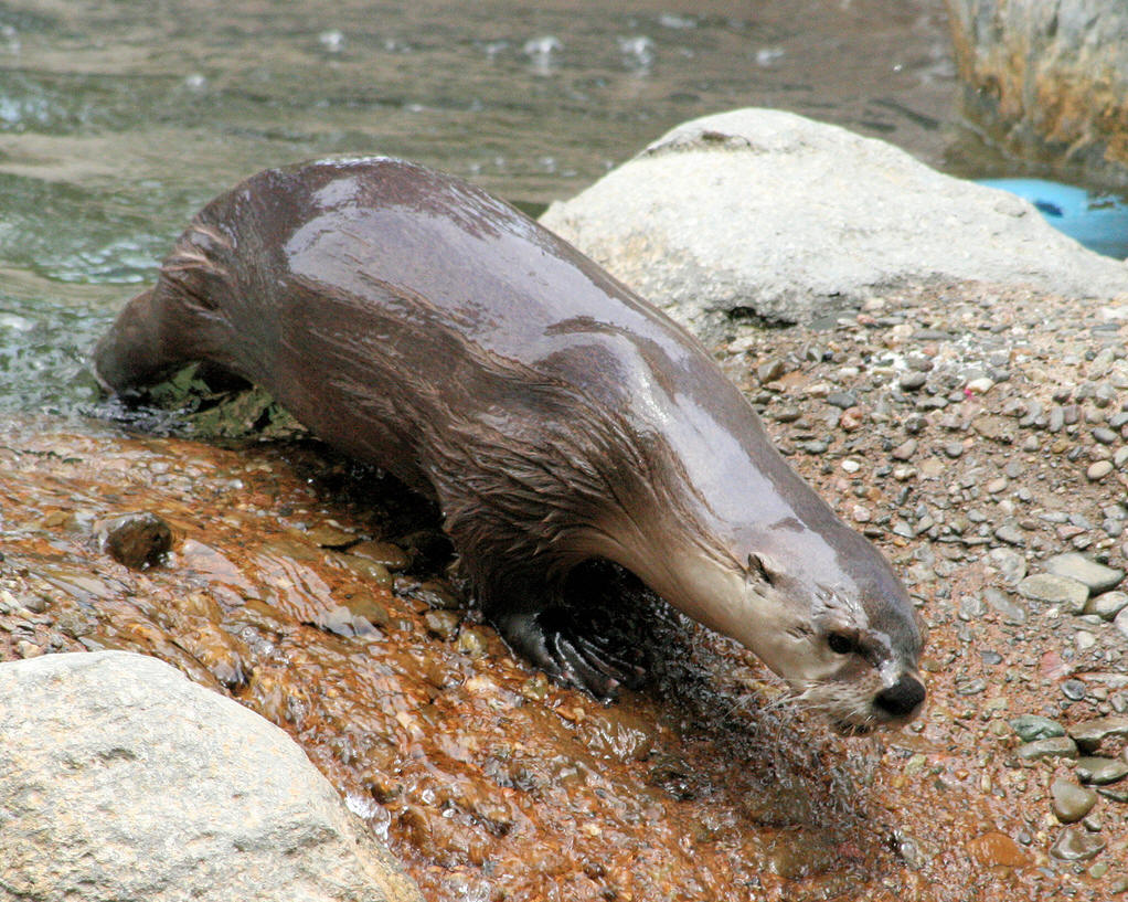  p>长尾水獭是分布在中美洲,南美洲及特立尼达的水獭.