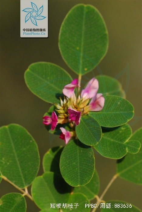 短梗胡枝子