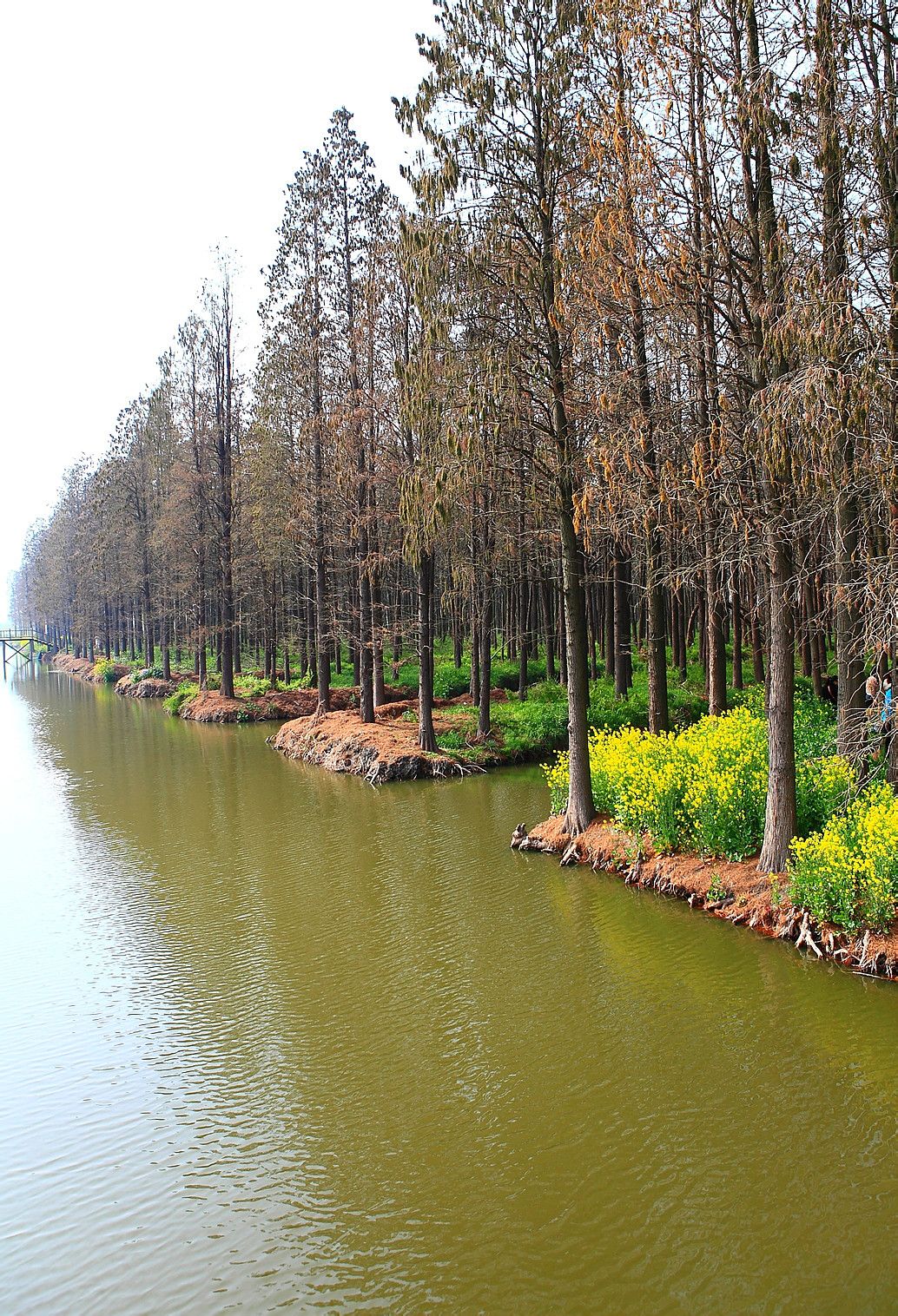 泰州市兴化李中水上森林景区