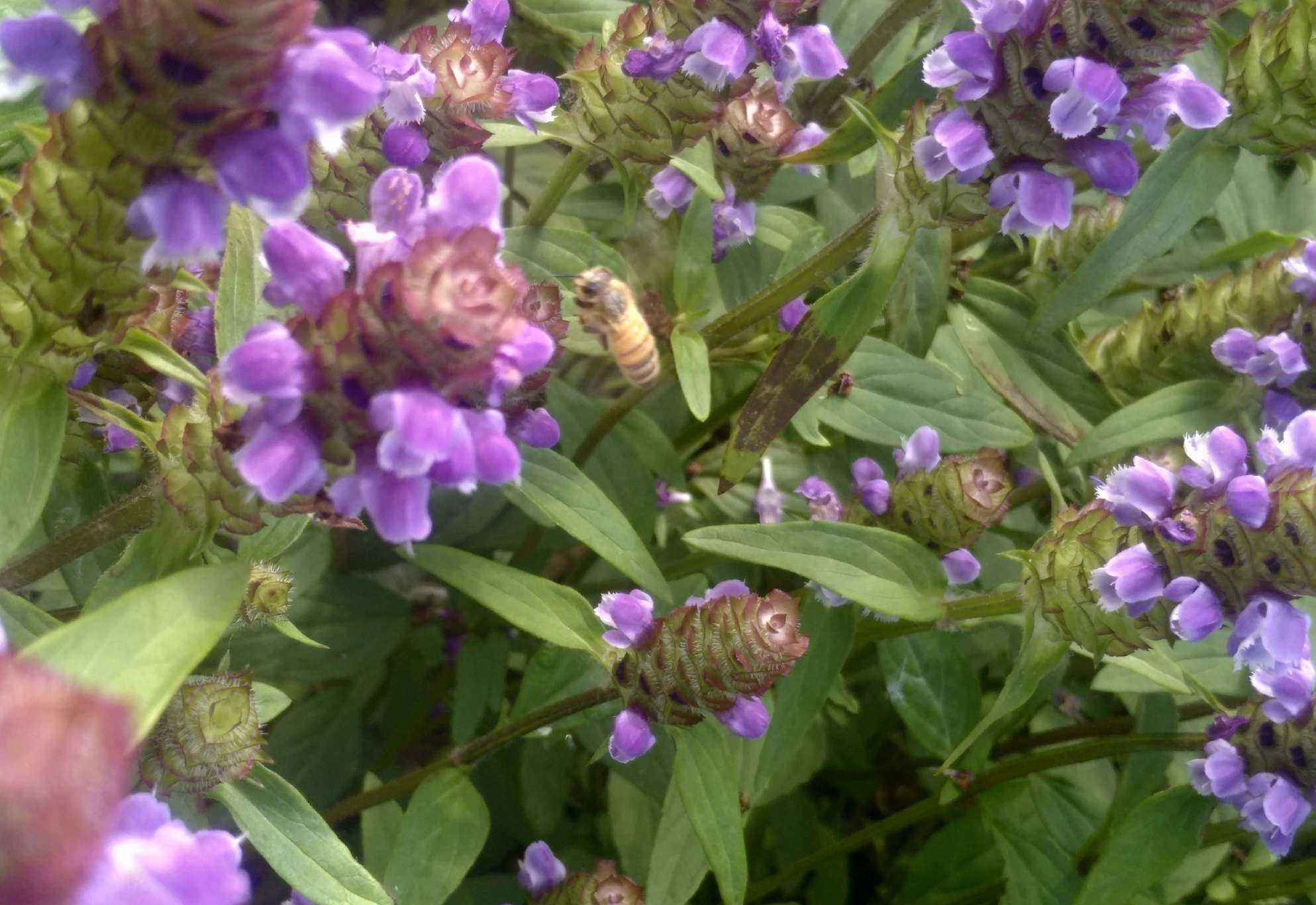  p>大花夏枯草,prunella grandiflora ,唇形科夏枯草属植物, a target