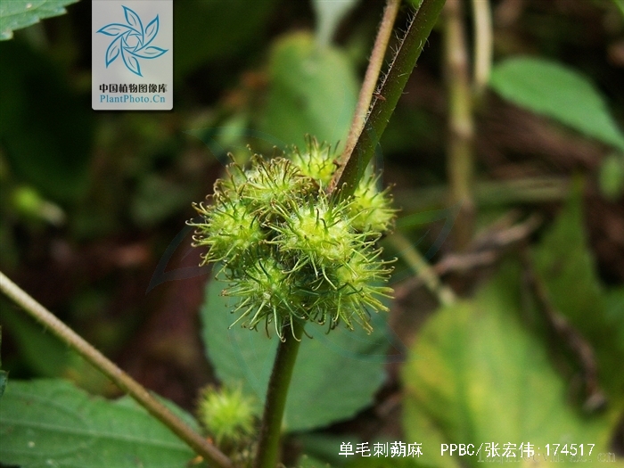 单毛刺蒴麻