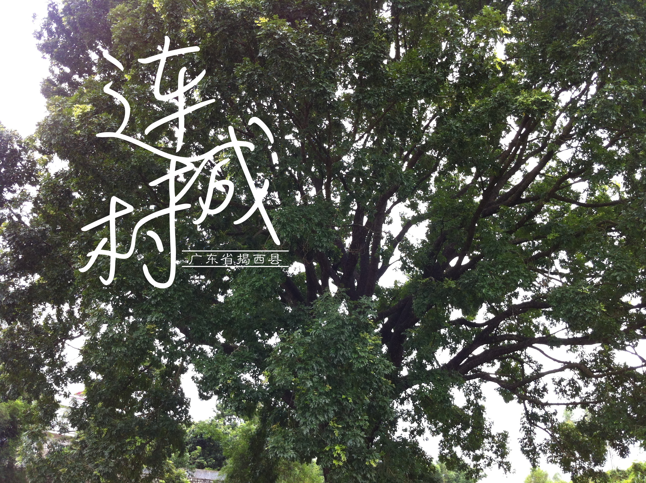  p data-id="gn0dk5imrv">连城村是广东省揭阳市揭西县下辖村. /p>