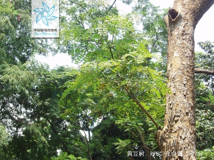  p>黄豆树(学名: i>albizia procera  /i>(roxb.) benth.