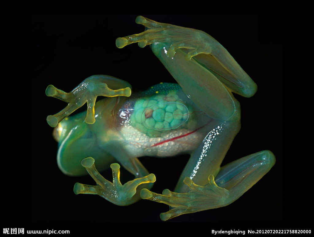  p>玻璃蛙,学名为透明蛙(glass frog),是一类中南美洲 a target="