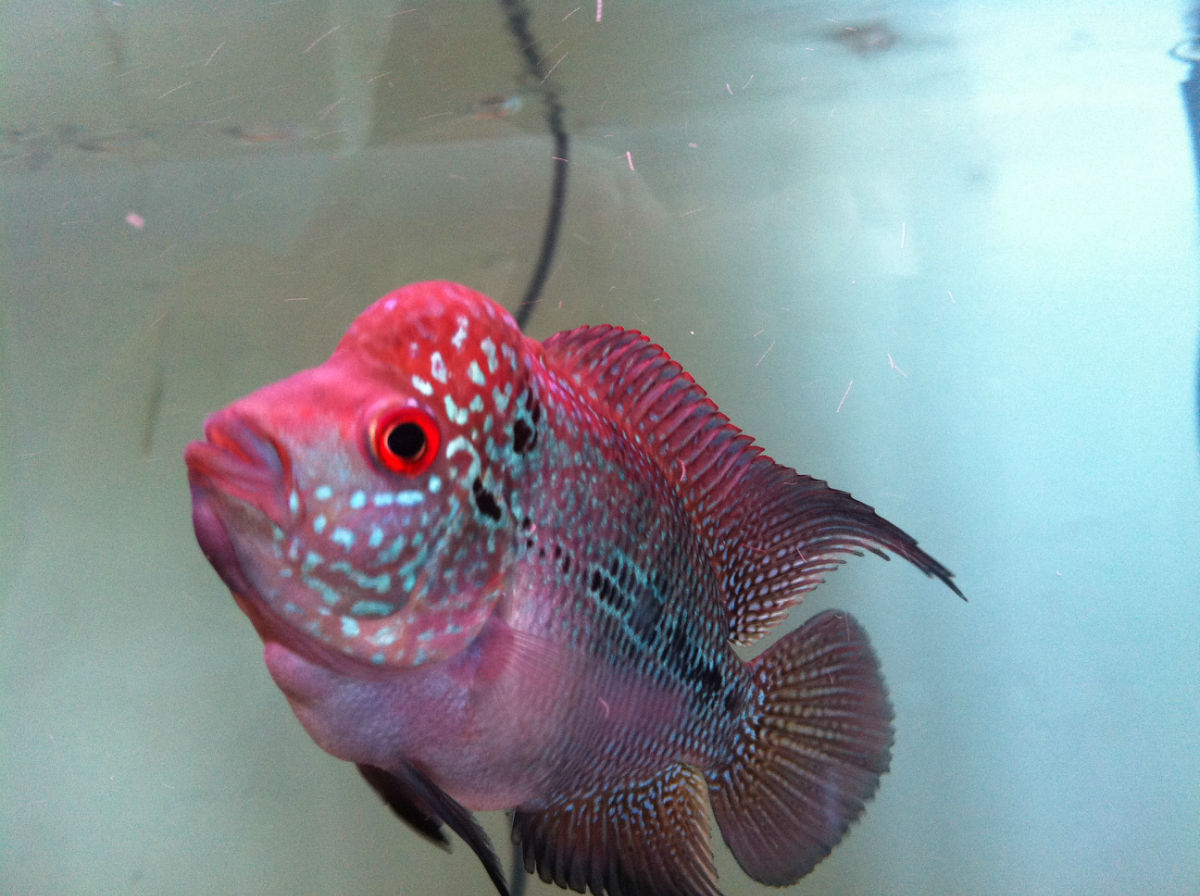  p data-id="gn57gao8y8">又名寿星头,吉祥鱼.丽鱼科.