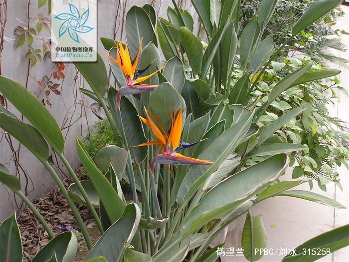  p>鹤望兰( i>strelitzia reginae /i> aiton)芭蕉科鹤望兰亚科 a