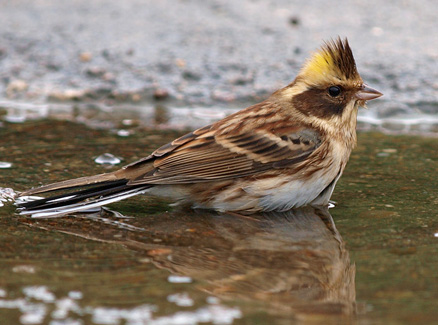  p>黄喉鹀(学名: i>emberiza elegans /i>):属鸟纲,鹀科的小型 a href