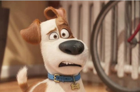 杰克罗素梗为什么能变成动画片宠儿 百科ta说