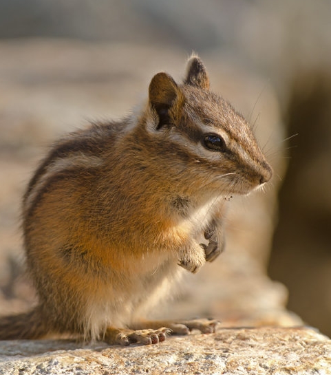 西伯利亚花栗鼠