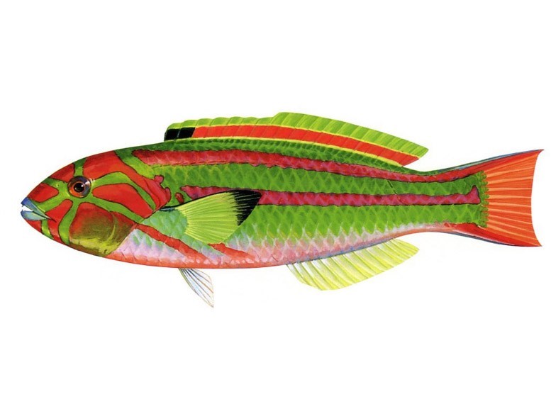  p>栅纹锦鱼,属于动物界,脊索动物门,隆头鱼科,锦鱼属. /p>