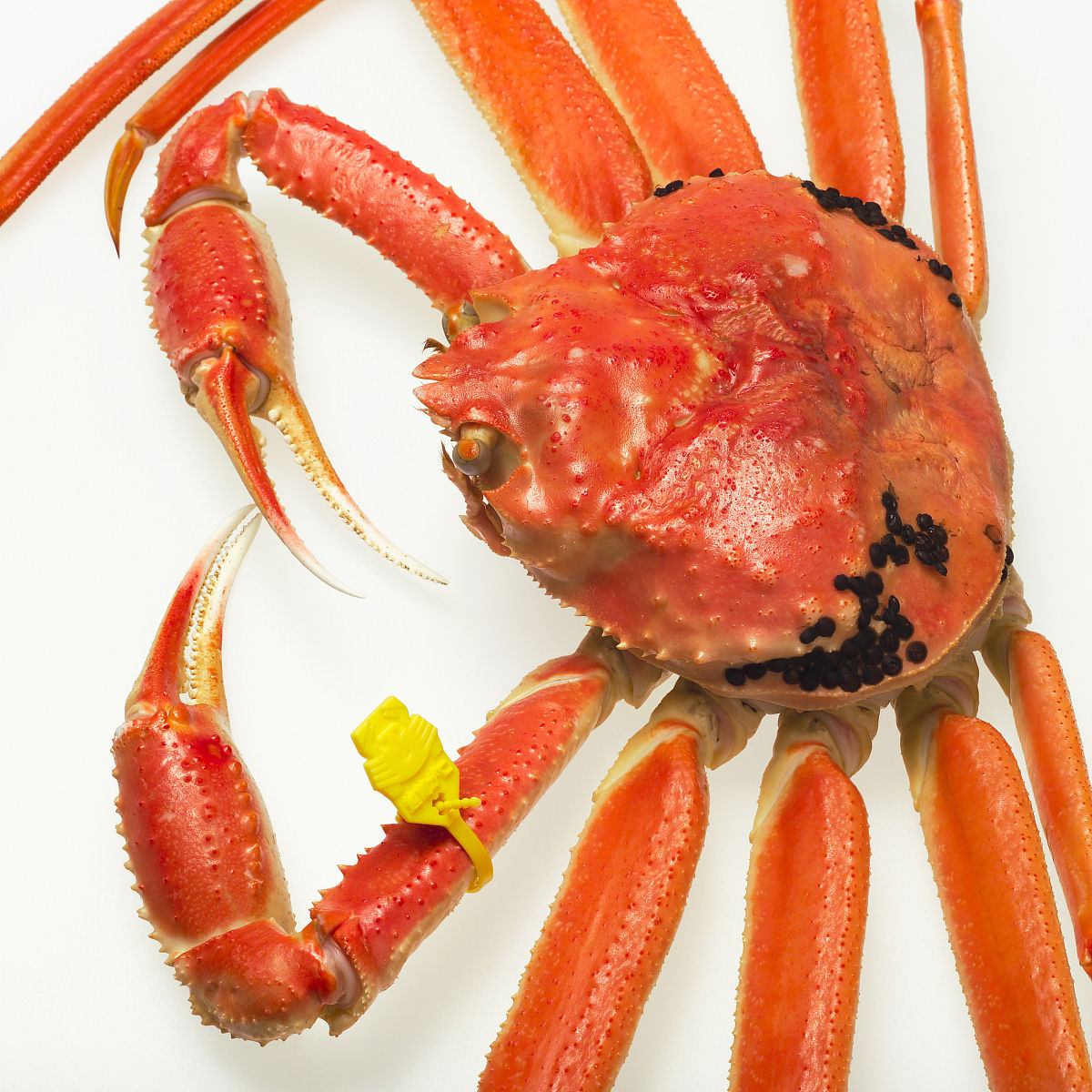  p data-id="gocnt70y1p">雪蟹,学名灰眼雪蟹(科学命名):chionoecetes