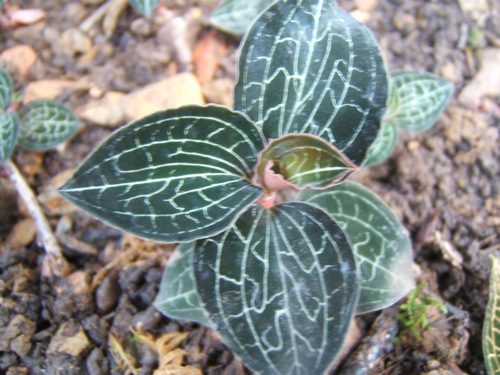 anoectochilus formosanus hayata