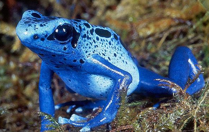  p>天蓝箭毒蛙( a href="#" data-lemmaid="8074290">学名 /a>:crypto