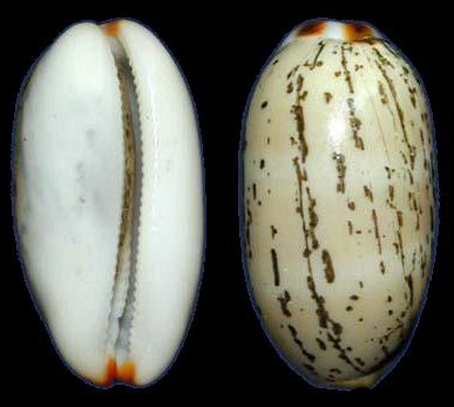  p>雨丝宝螺(学名:luria isabella isabella)是腹足纲宝螺科的 a href