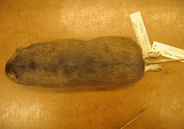  p>平原囊鼠(学名: i>geomys bursarius /i>)分布于 a target="_blank