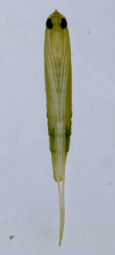  p>荔枝蛀蒂虫, i>conopomorpha sinensis  /i>bradley,属鳞翅目, a