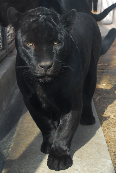  p data-id="tfwyatr3n0ff">黑豹,是食肉目猫科豹属哺乳动物,是金钱豹