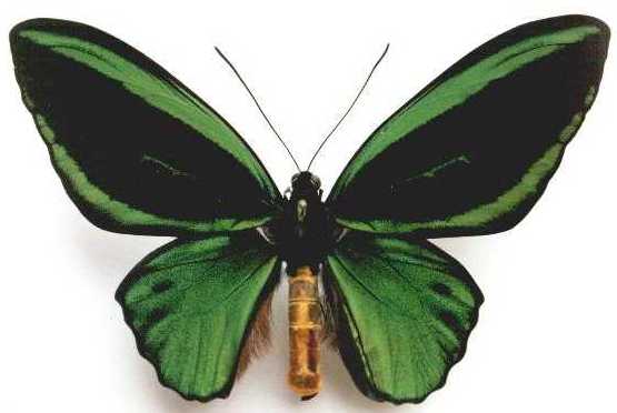 ornithoptera priamus impensus