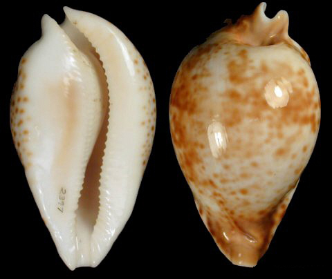 陷塔宝螺(学名:umbilia hesitata hesitata)是腹足钢宝螺科的 a href=