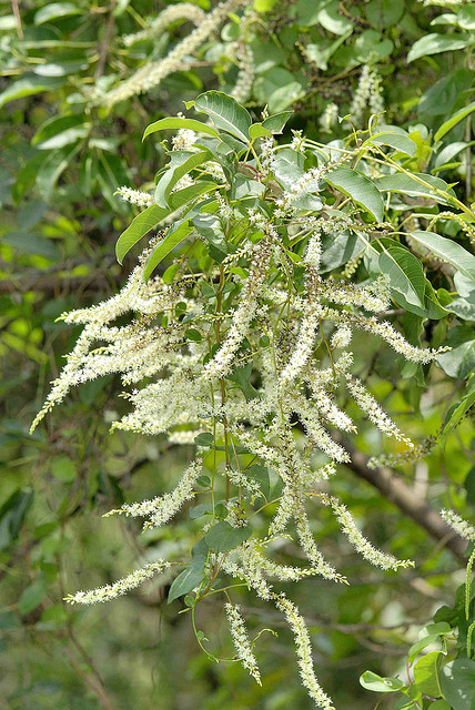  p>落葵科(basellaceae)是 a href="#" data-lemmaid="229000">被子