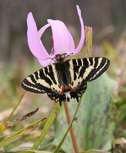  p>虎凤蝶(学名:luehdorfia puziloi)是虎凤蝶属的 a href="#" data