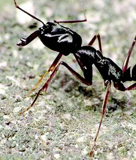  p>蚁科(formicidae),体长1~20毫米,触角膝状,9~10节,腹部基端有1~2个