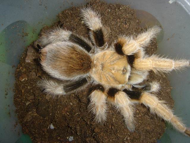  p>墨西哥金背(学名:aphonopelma chalcodes)是一种有毒的大型 a href