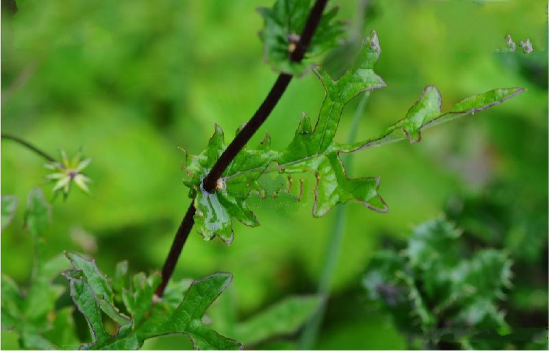  p> b>轮叶蟹甲草 /b>(学名: b> i>parasenecio cyclotus /i> /b>)是