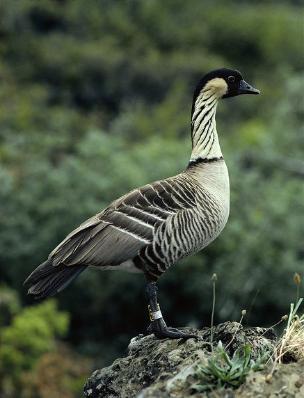  p>夏威夷黑雁(学名: i>branta sandvicensis /i>)属 a href="#">雁形