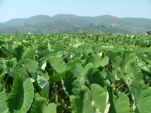 blank" href="/item/建水县/1207140" data