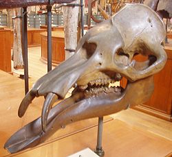  p>渐新象(学名phiomia),又名菲欧米象或始乳齿